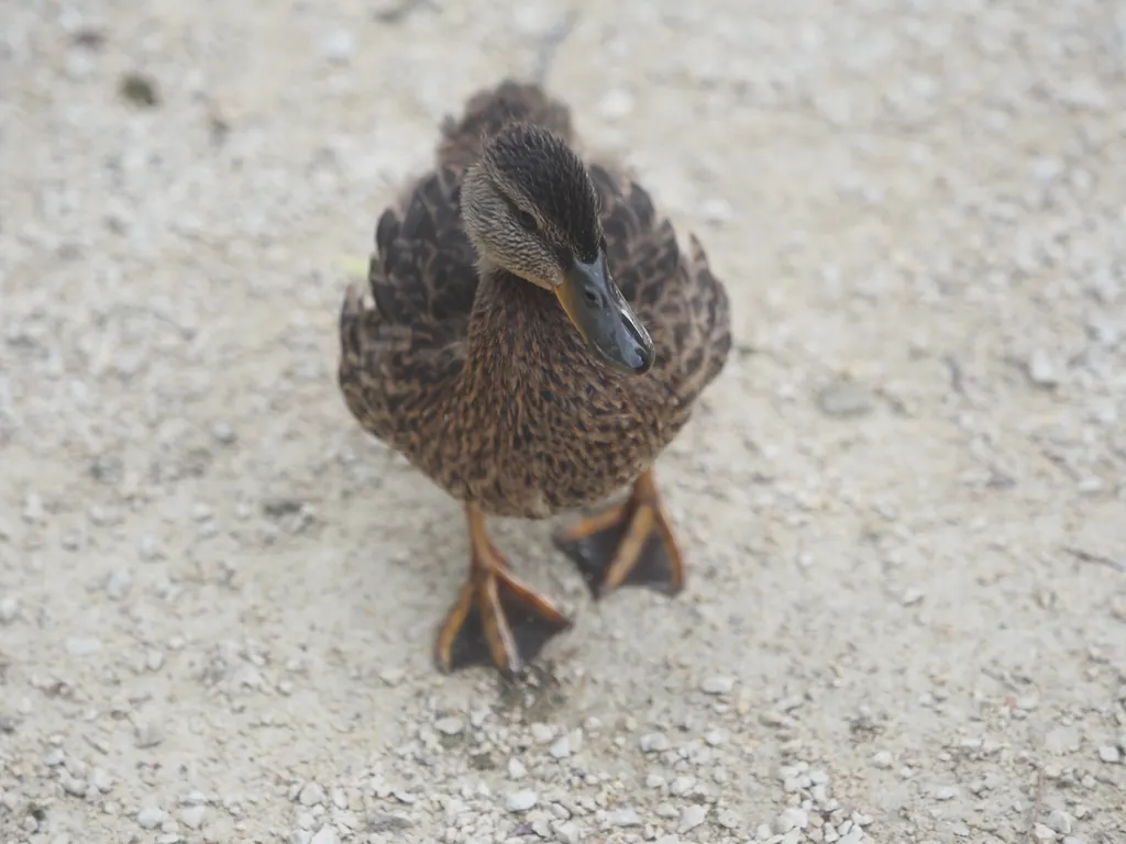 a duckling walking toward camera