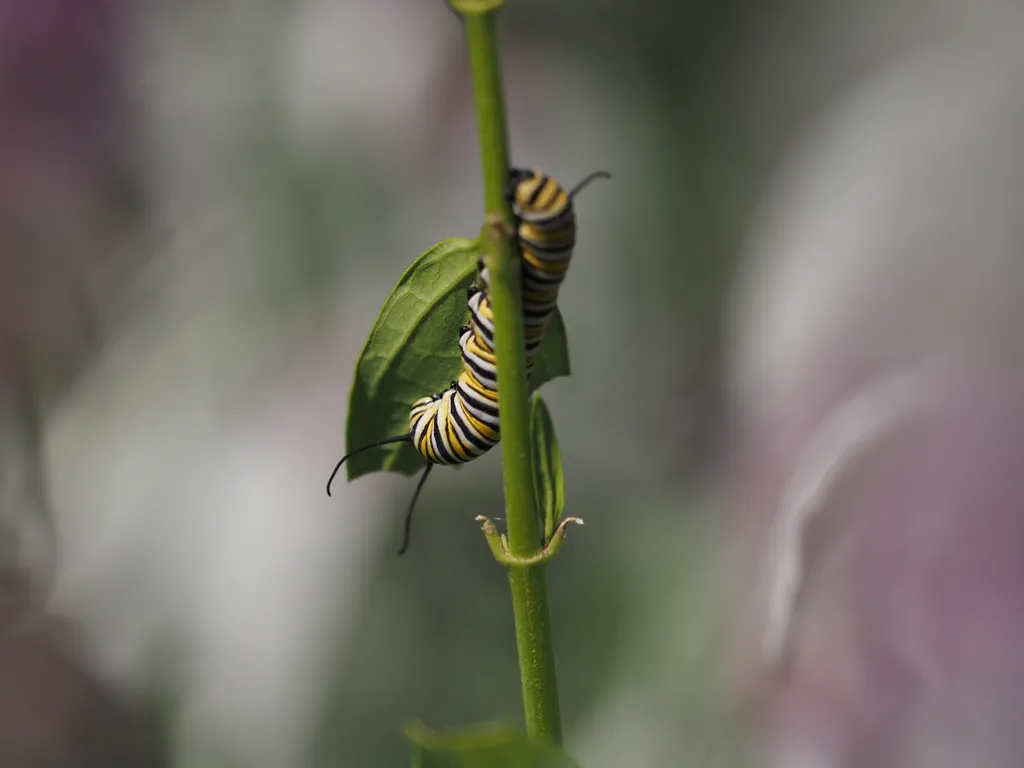 A monarch butterfly caterpillar wrapped around the stalk of a plant eating a leaf