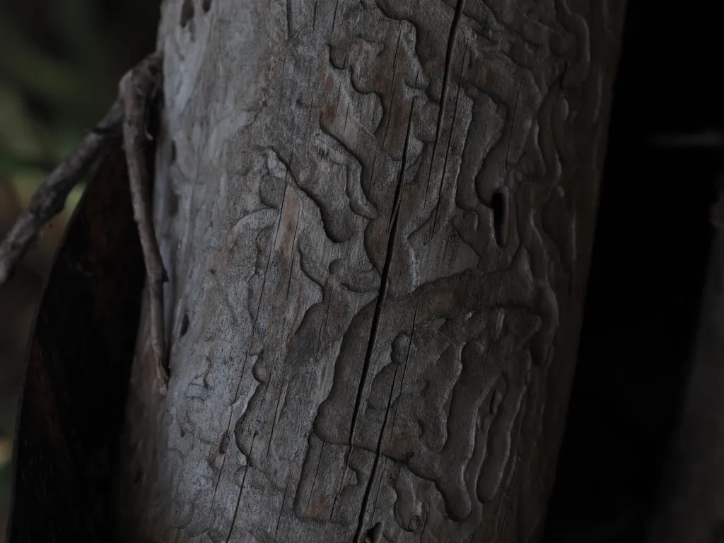 irregular grooves etched into a piece of wood by insects