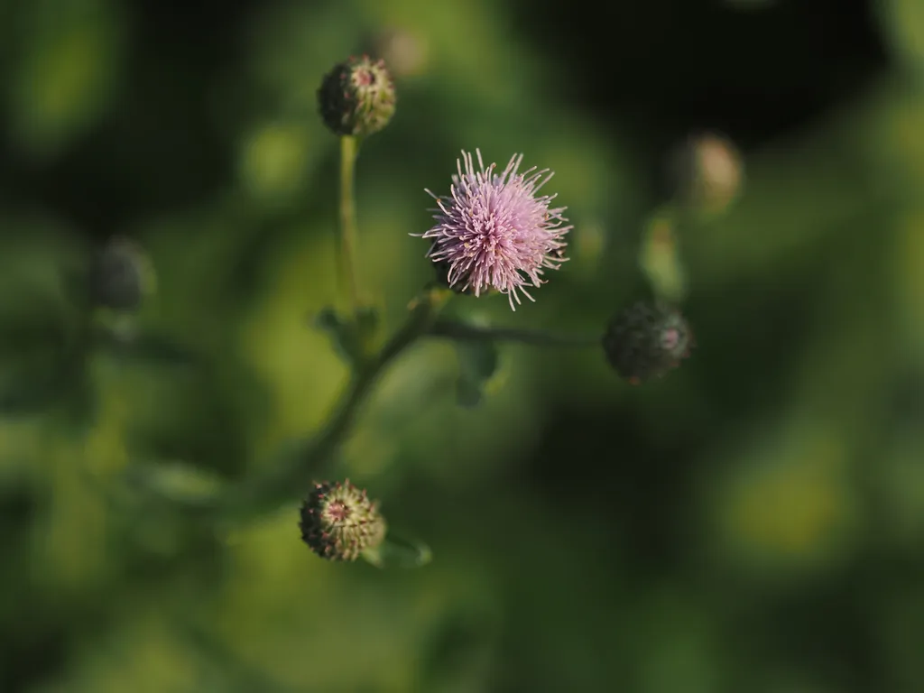 the purple flower of a burr plant