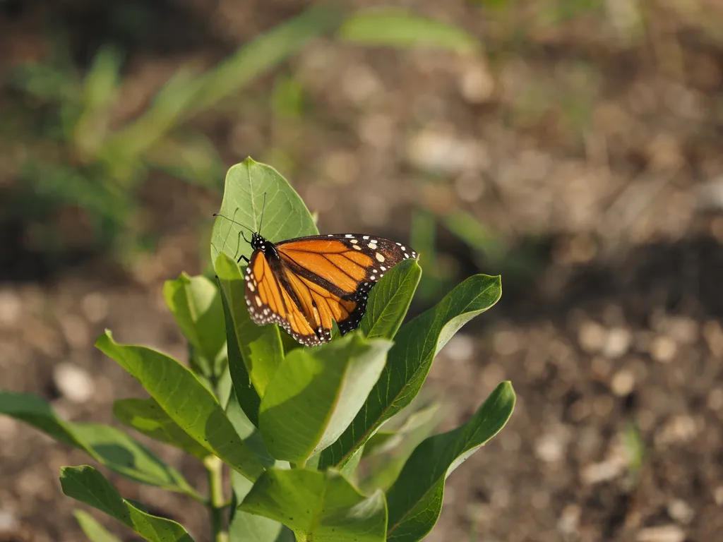 a monarch butterfly on a leaf