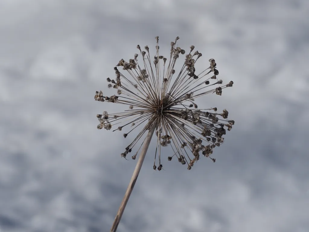 The stem of a flower with florets jutting out in a sphere against a snowy background