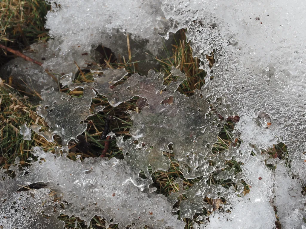 a thin sheet of ice on top of grass where a snow drift has begun to melt