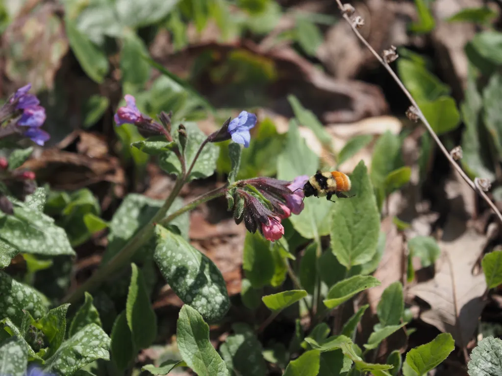 a big fuzzy bee, mid-flight, examining a small pink flower (lungwart)