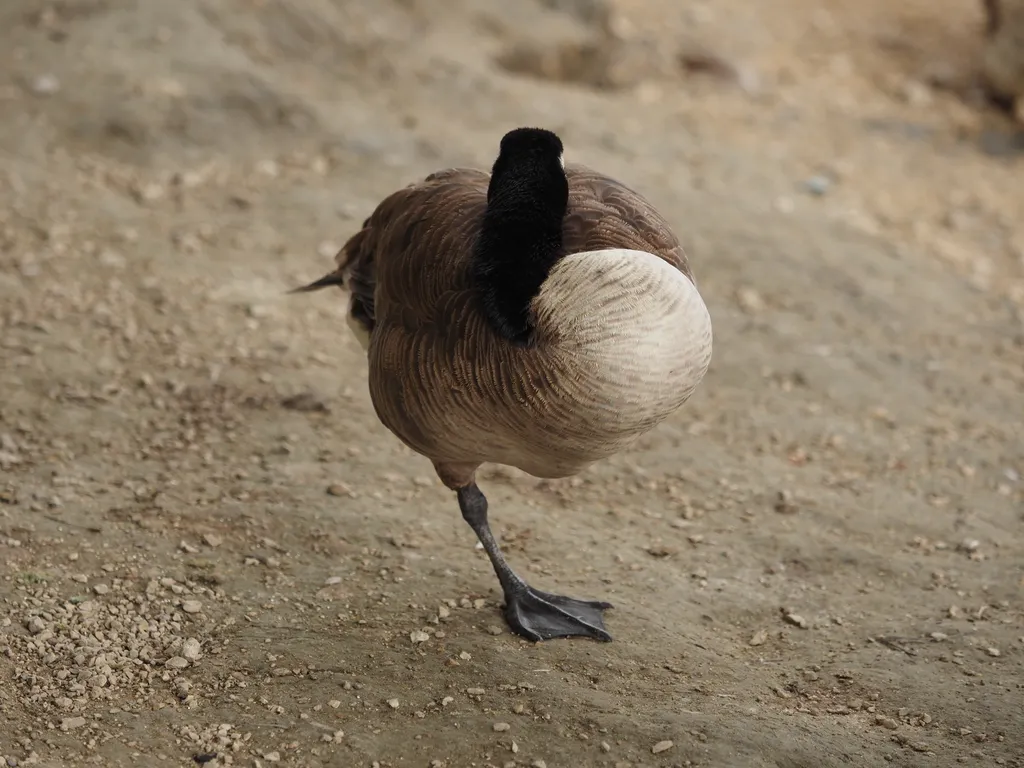 a canada goose resting on one leg