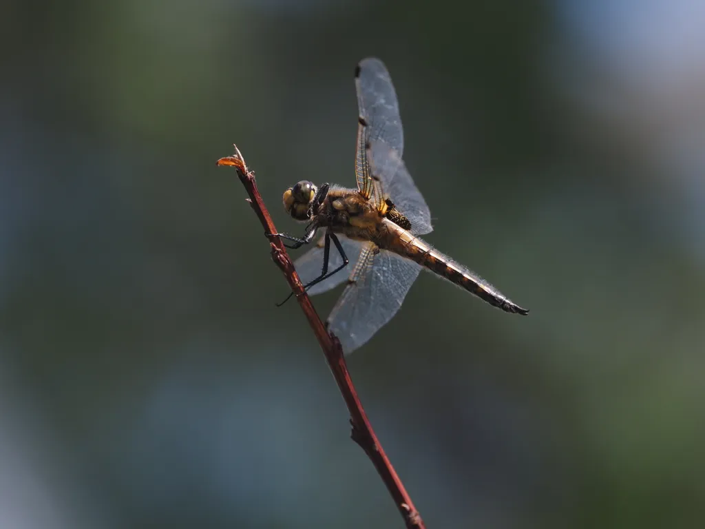 a dragonfly on a branch