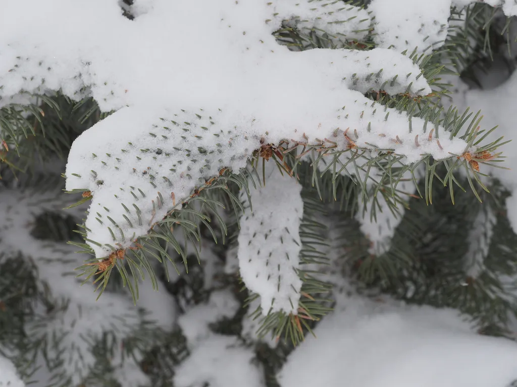 fresh snow covering a pine tree