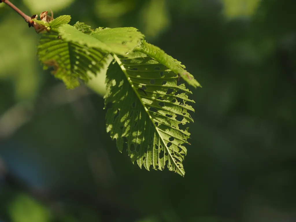 small black caterpillars on a hole-filled leaves