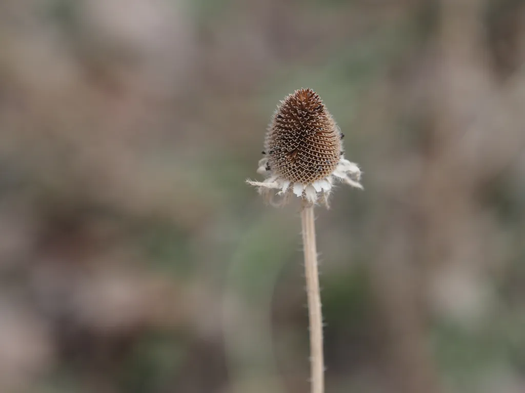 the remains of a dead coneflower