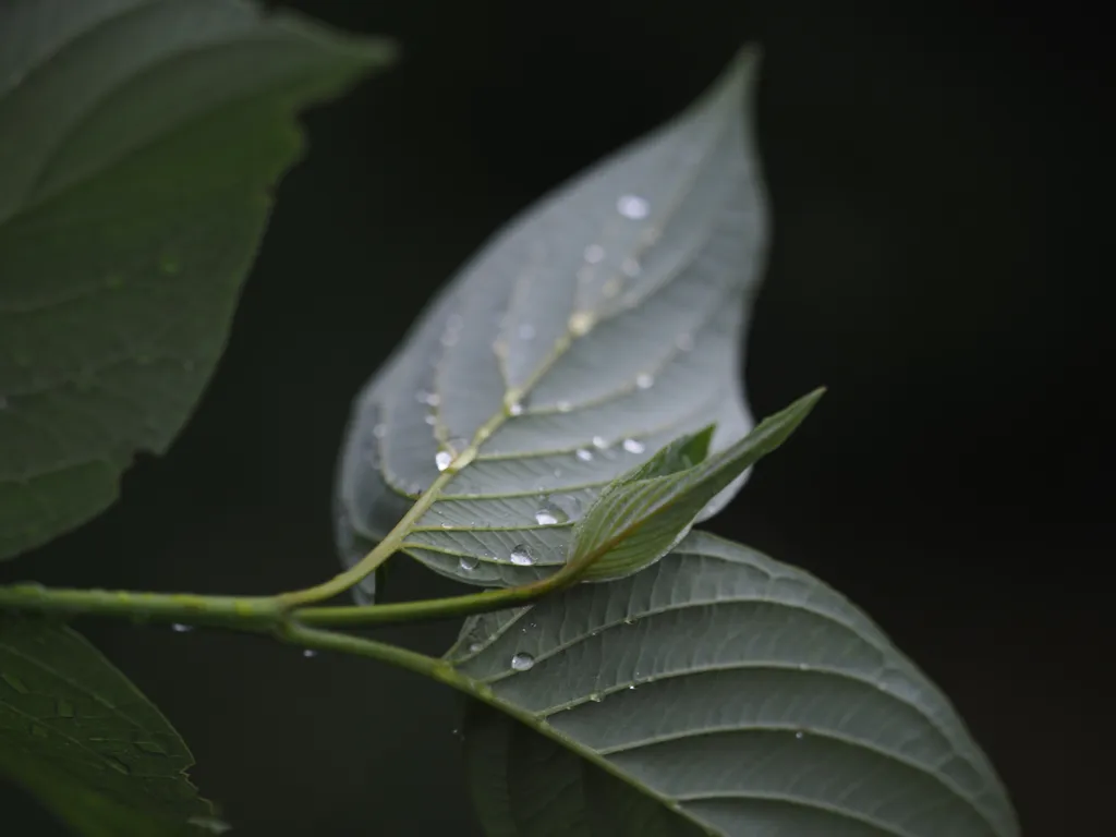 raindrops on a green leaf