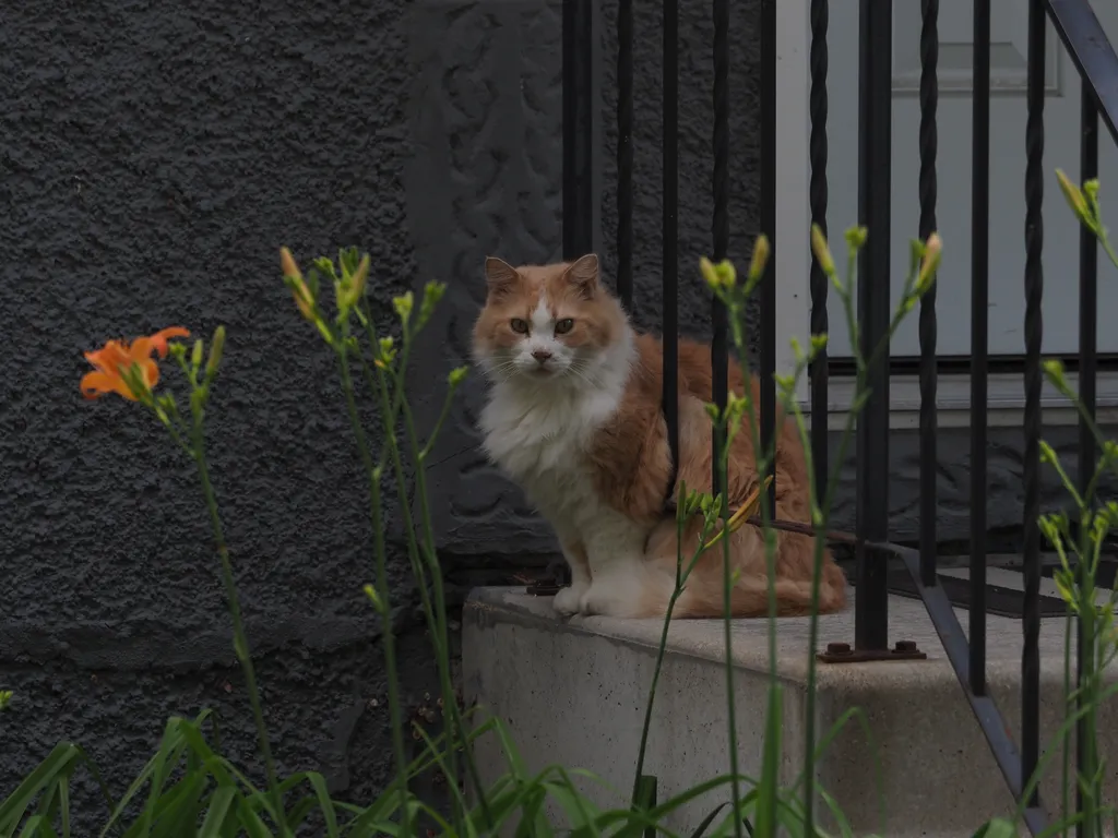 a cat sitting with the front half of their body through the railing of some front steps