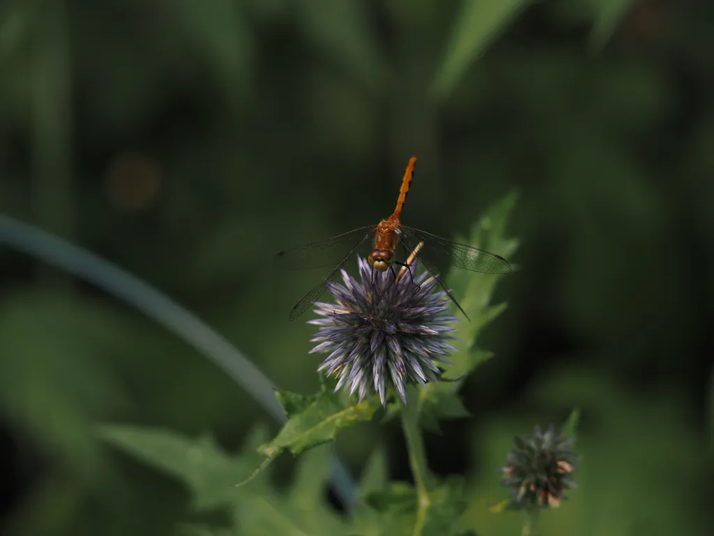 a small rusty dragonfly on a round, spiky thistle