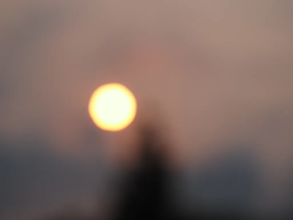 a young pine tree in silhouette against a red sun and a pink-red sky