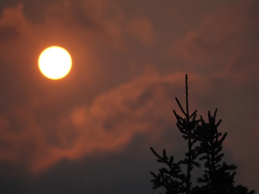 a young pine tree in silhouette against a red sun and a pink-red sky