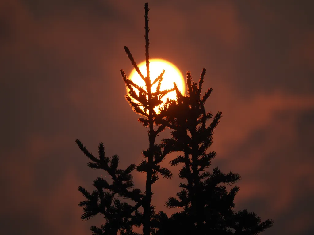 a young pine tree in silhouette against a red sun and a pink-red sky