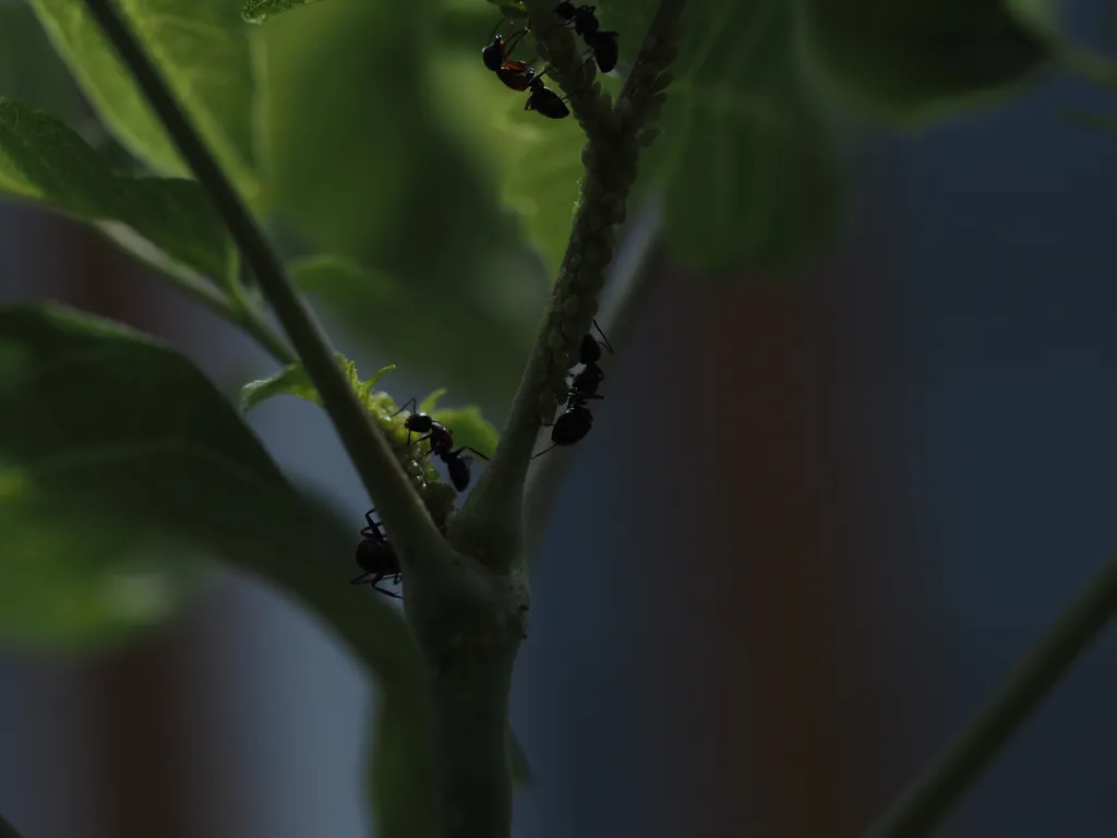 ants farming aphids