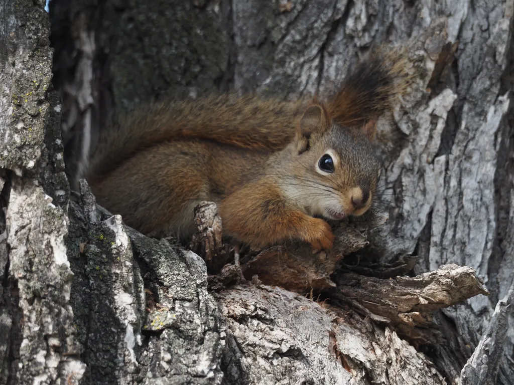 a squirrel looking down at the camera from a tree