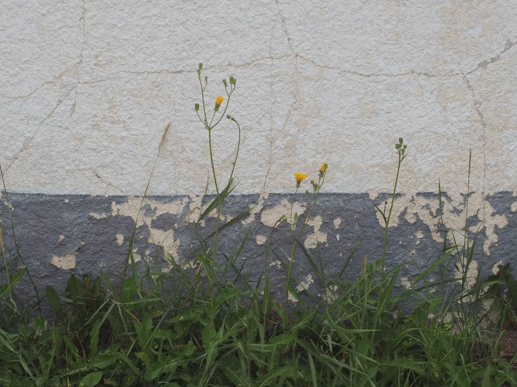 yellow flowers growing against a cracked stucco wall