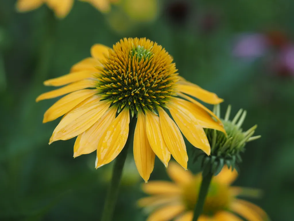 an all-yellow coneflower with a still-green flower growing behind it