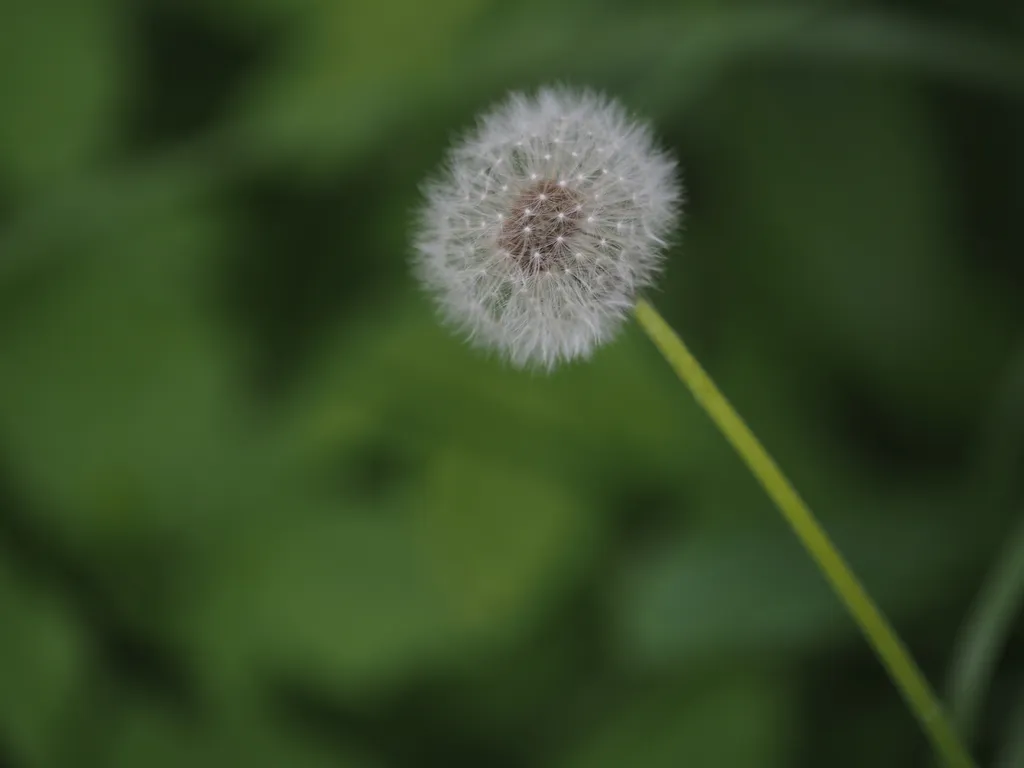 a close-up shot of a white fluffy dandelion