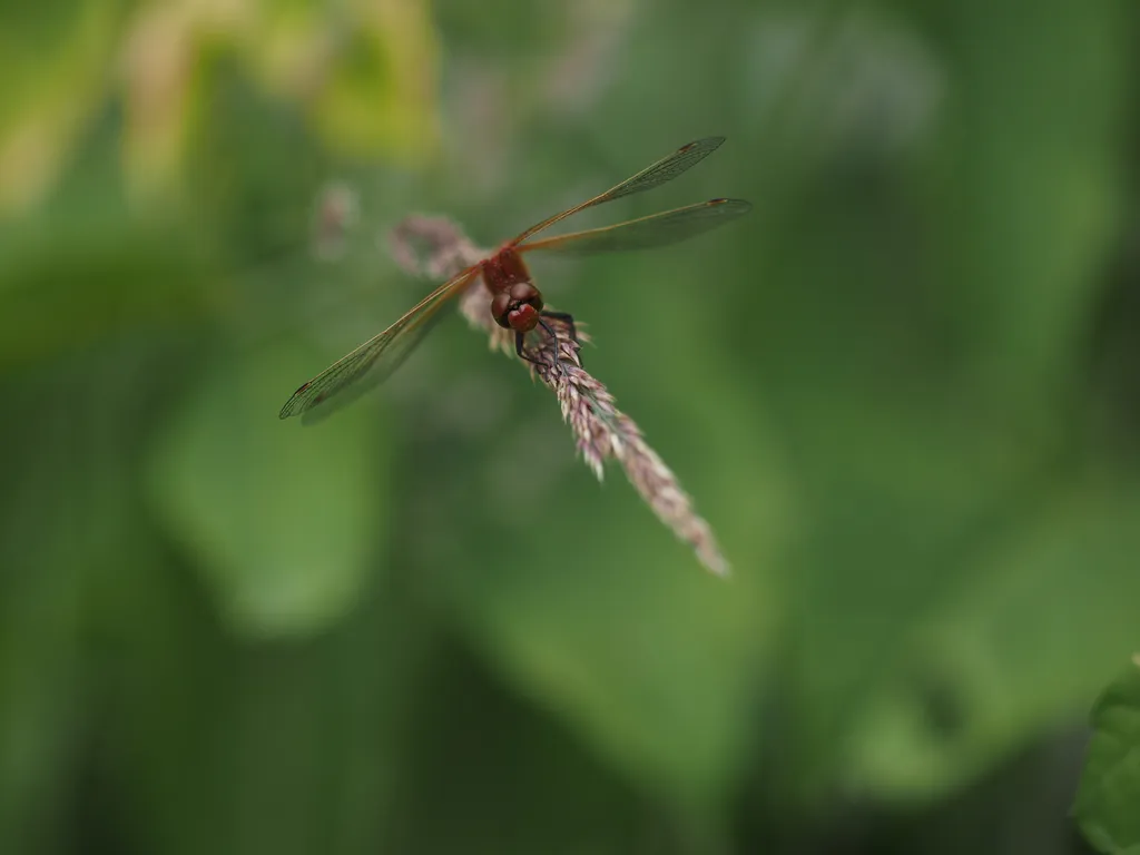 a small red dragonfly with orange-tinted wings resting on a blade of grass