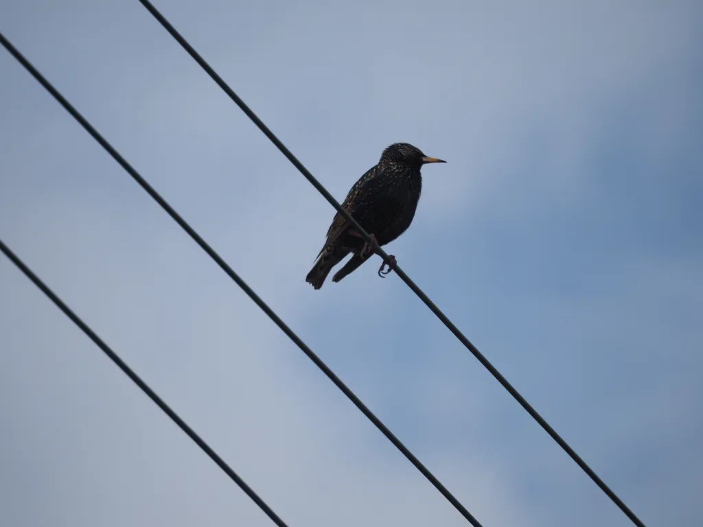 a black bird with white speckles perched on a telephone wire