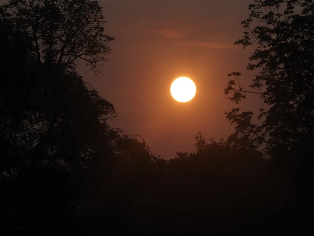 the white-orange sun in a bronze-grey sky flanked by trees