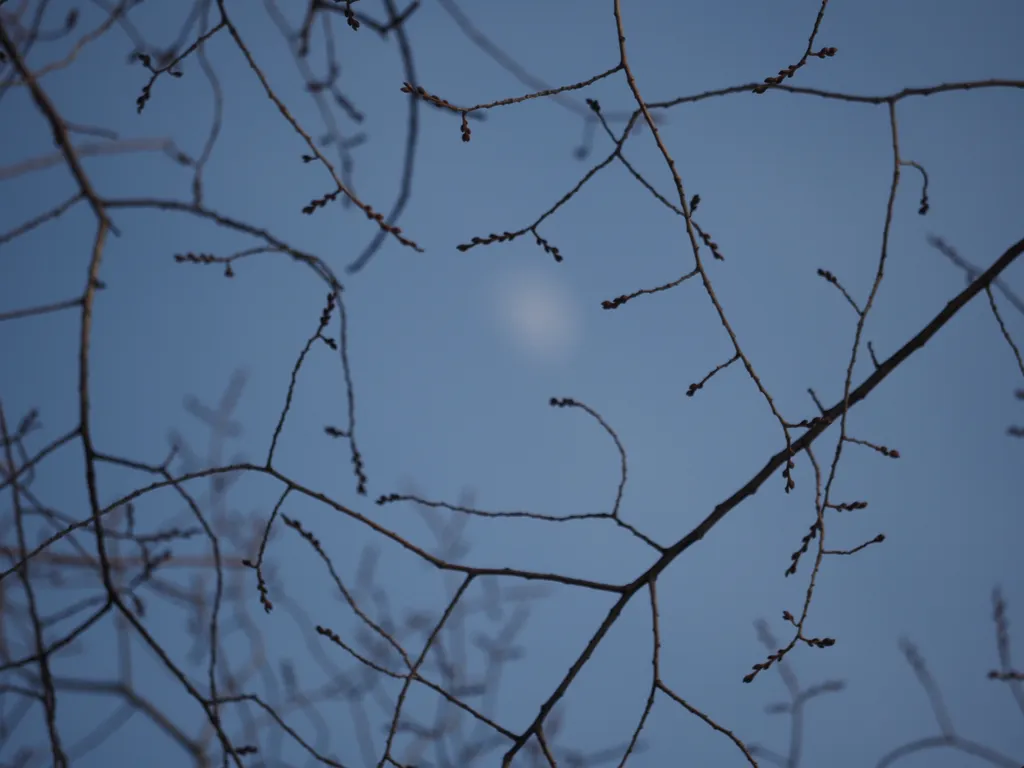 bare branches against a blue sky with the moon framed but completely out of focus in the center