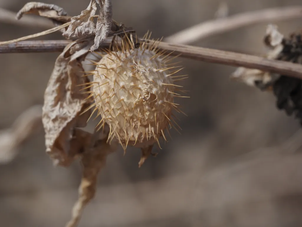 a bulbous seed pod covered in spikes hanging over a branch