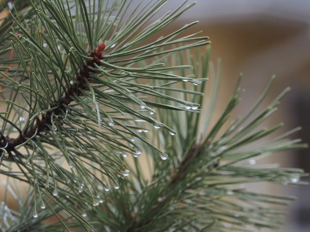 raindrops at the end of pine needles