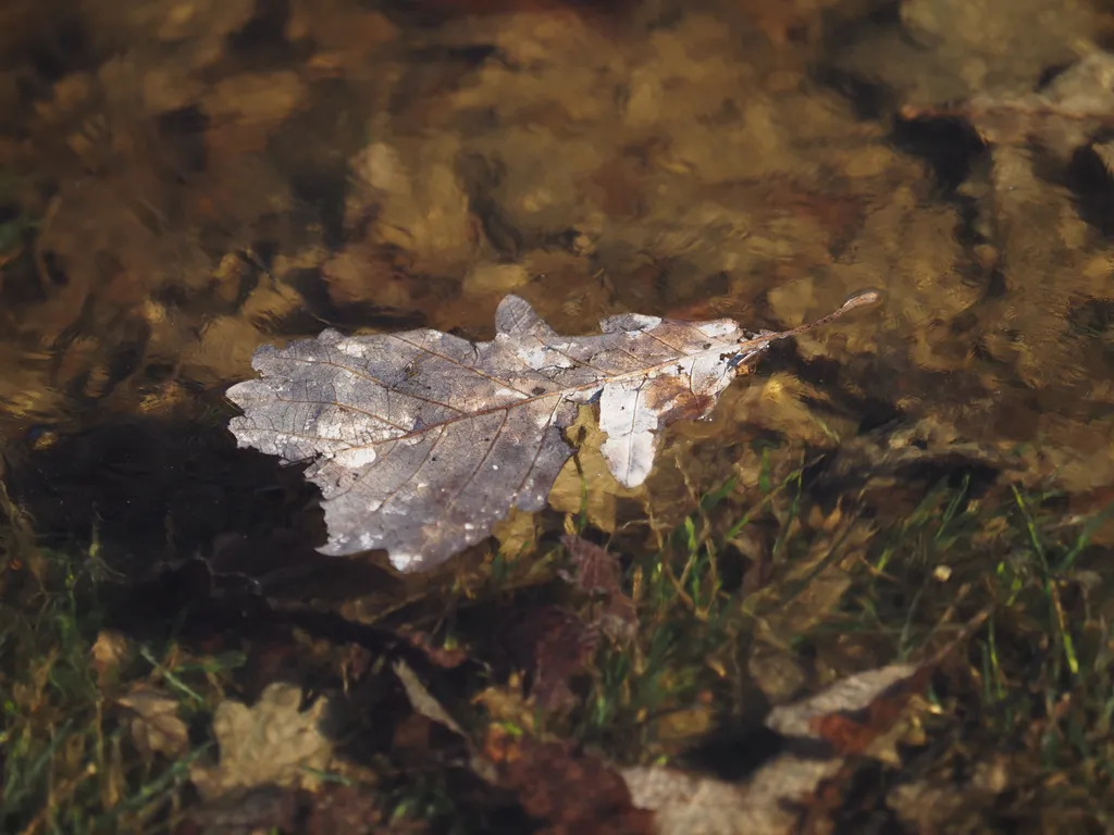 a fallen leaf trapped in a frozen puddle