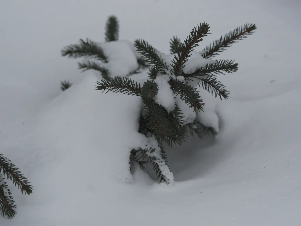 fresh snow on a pine branch