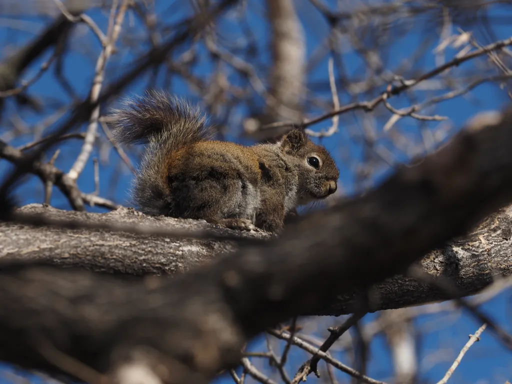 a squirrel in a tree looking down and back at the camera