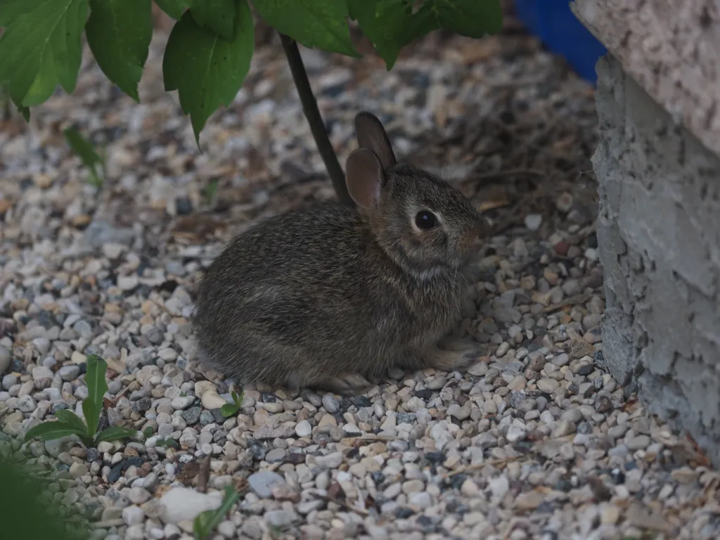 a tiny rabbit standing scared in a patch of gravel