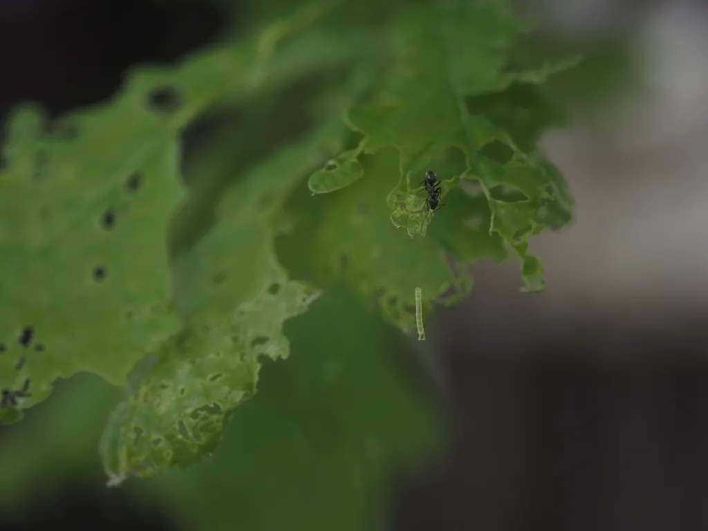 an ant appearing to stare down at a small green caterpillar hangs from a partially-eaten leaf