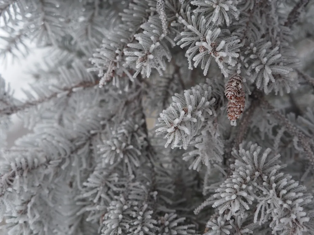 frost on a pine tree