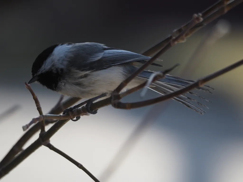 a small grey and black bird with ruffled tailfeathers clasping onto a bare branch