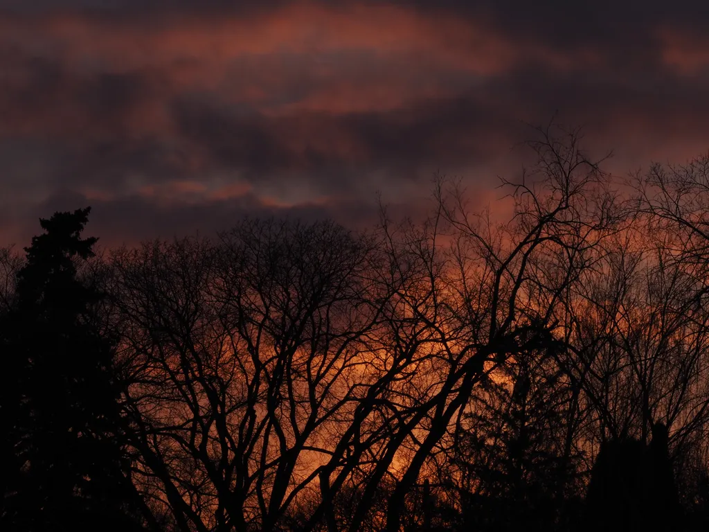 trees silhouetted against an impossibly orange sky at sunset