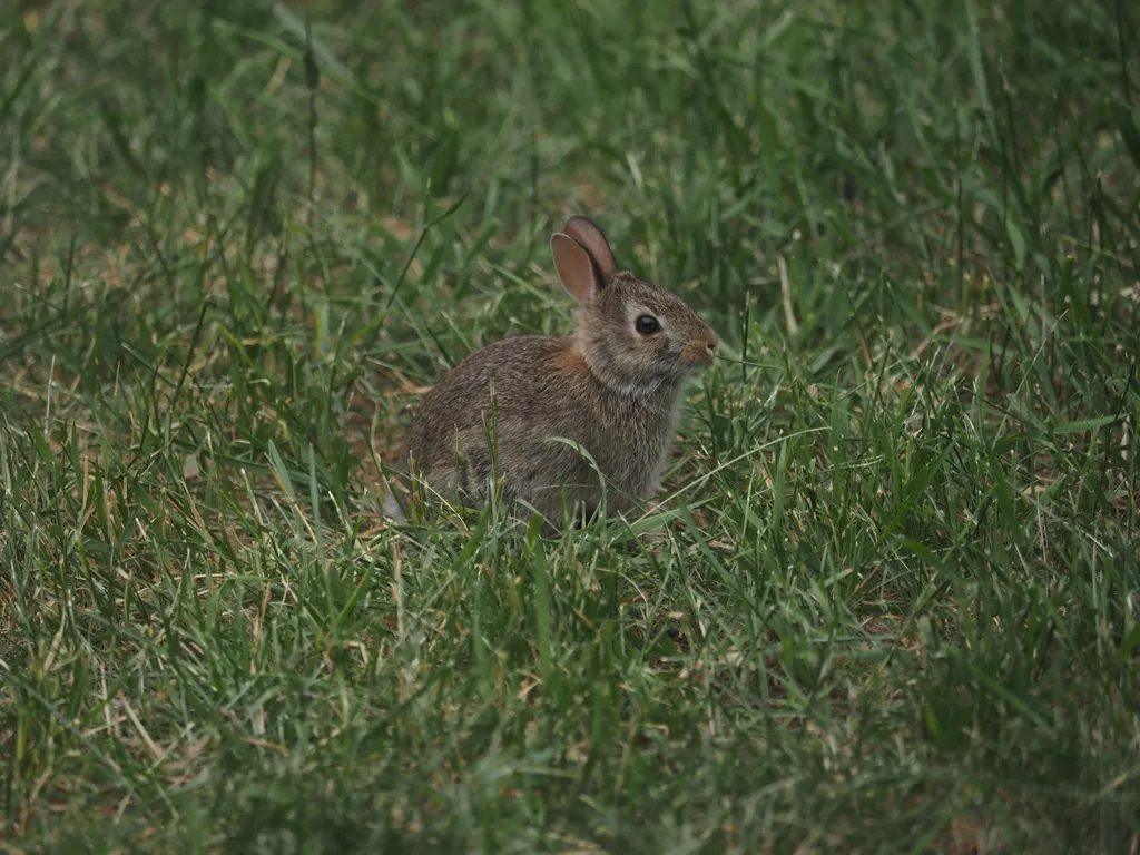 A baby rabbit eating grass