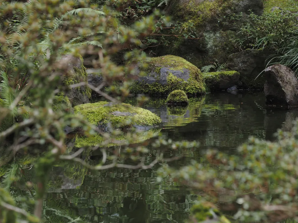 moss-covered rocks in a placid pool