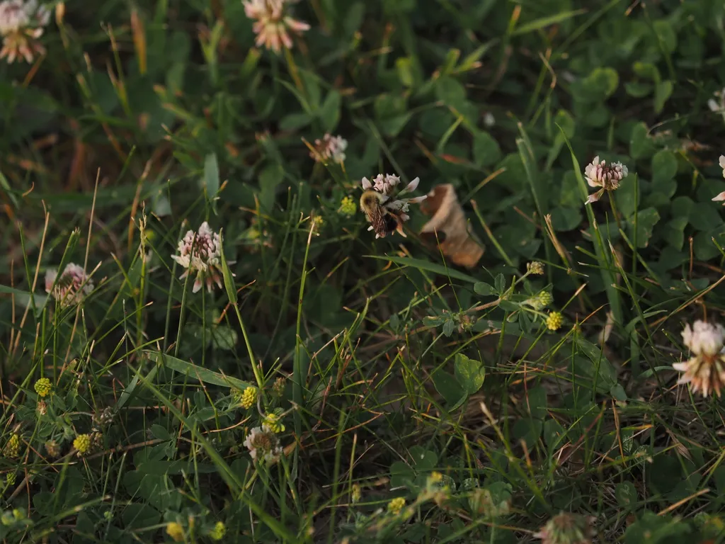 a fuzzy  bee on a clover flower