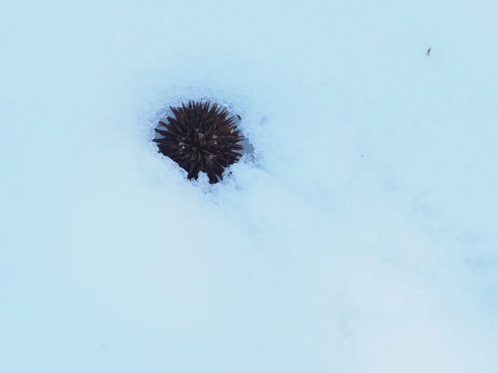 the remains of. a round spiky flower emerging from a snowdrift