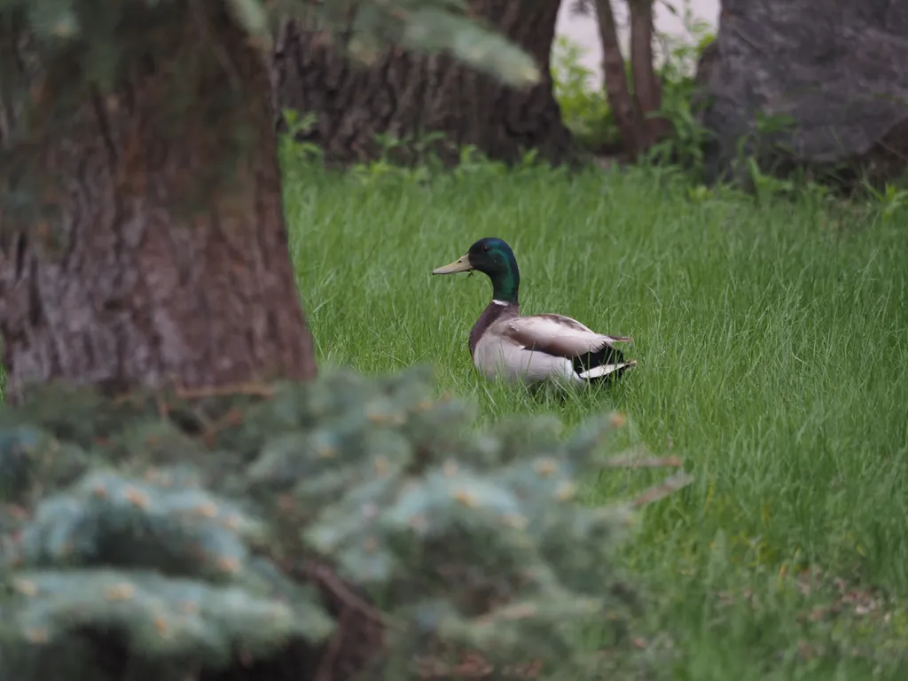 a duck standing on a grass lawn