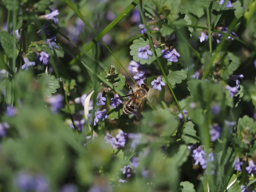 a bee explores small blue/purple flowers (creeping charlie)