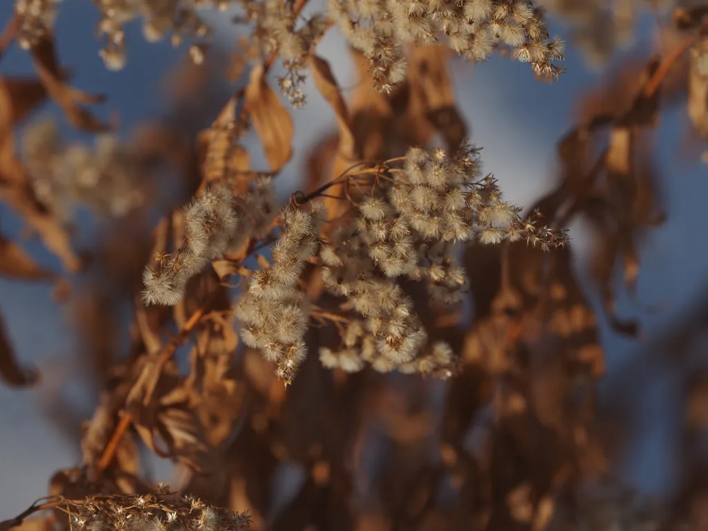 white fluffy seeds on a branch in winter