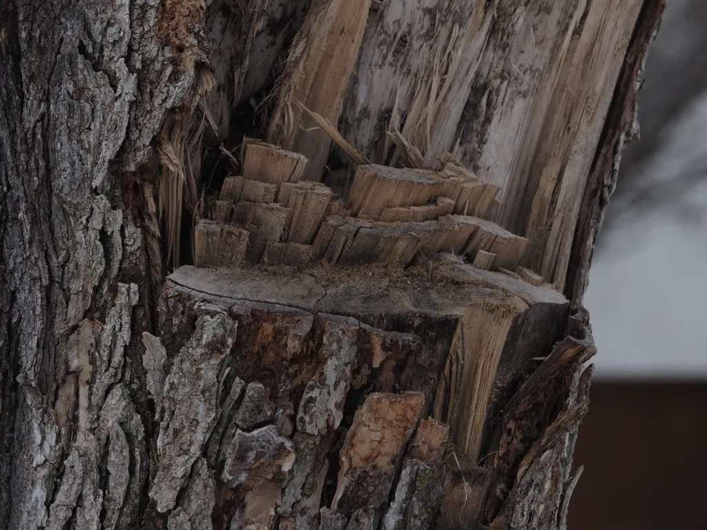 a tree trunk with multiple layers of splintered wood where a large ranch has been broken off