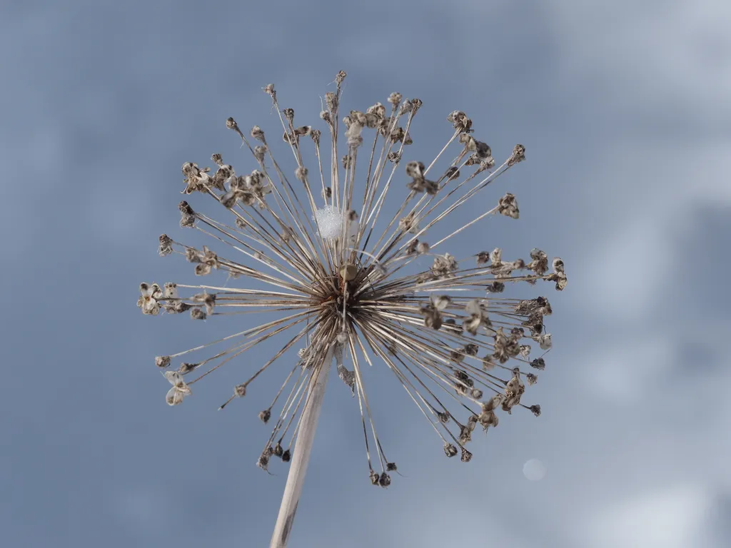 the remains of a dead flower with a central stem and thin stalks that jut out in every direction