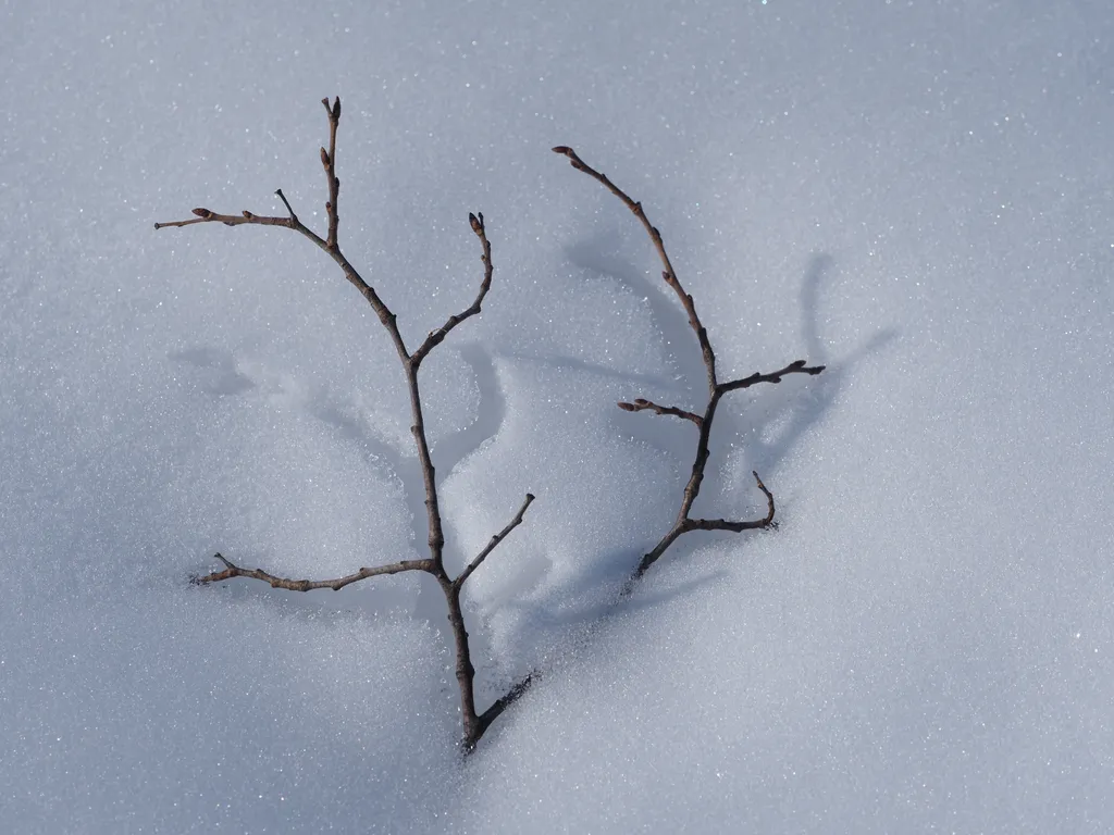 a branch emerging from wet sticky snow, leaving a hollow space matching its shape