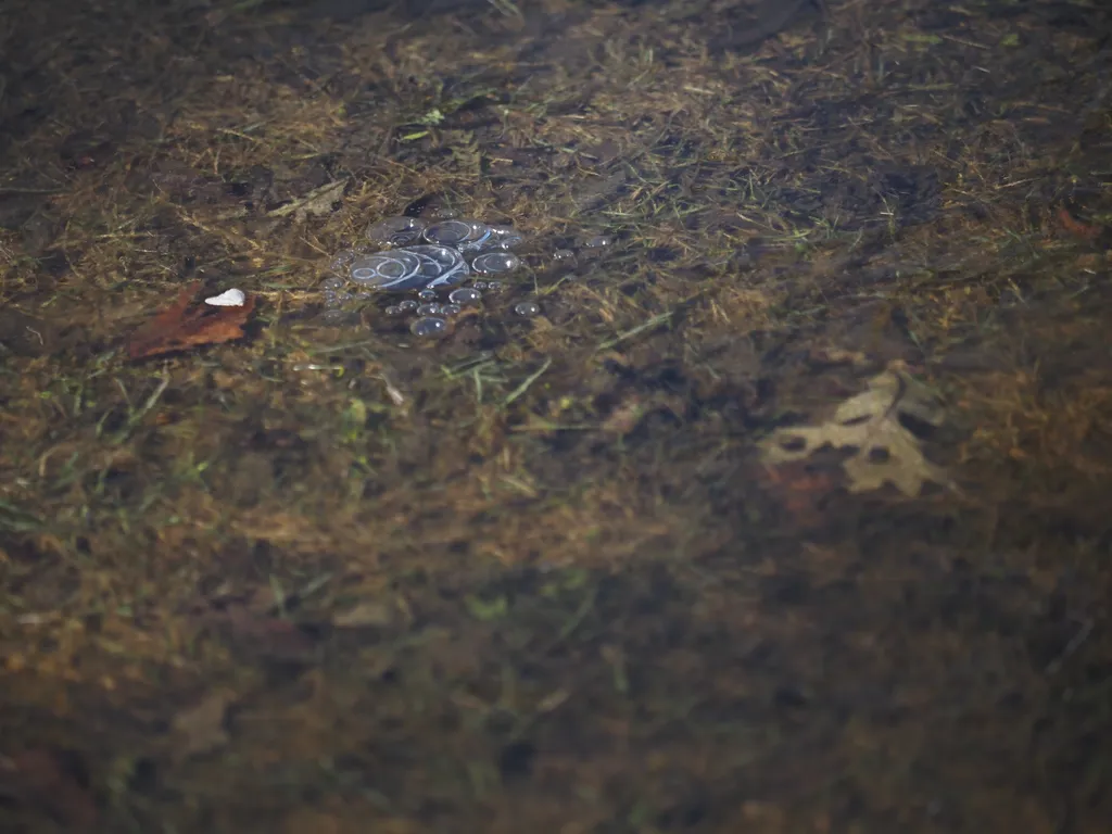 bubbles in a frozen puddle