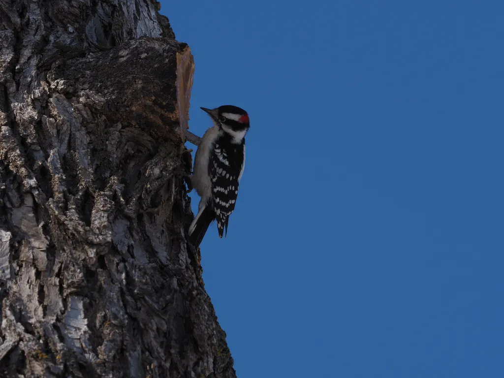 a small woodpecker on the side of a tree against a blue sky